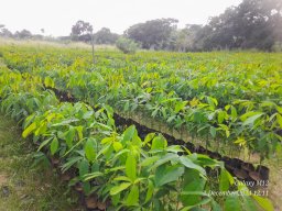 Middeniya Nursery